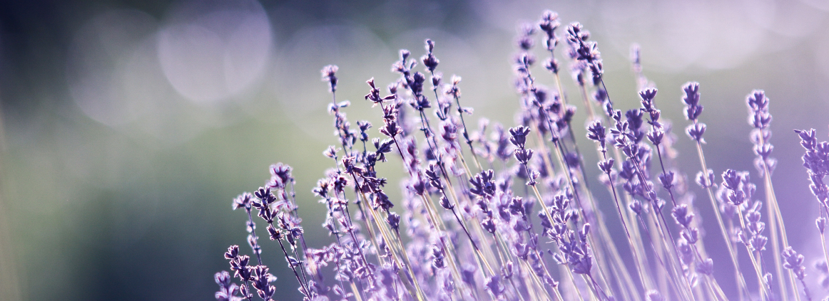 Purple flower background image