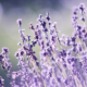 Purple flower background image