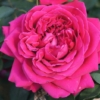 Single Blossomed Pink Rose